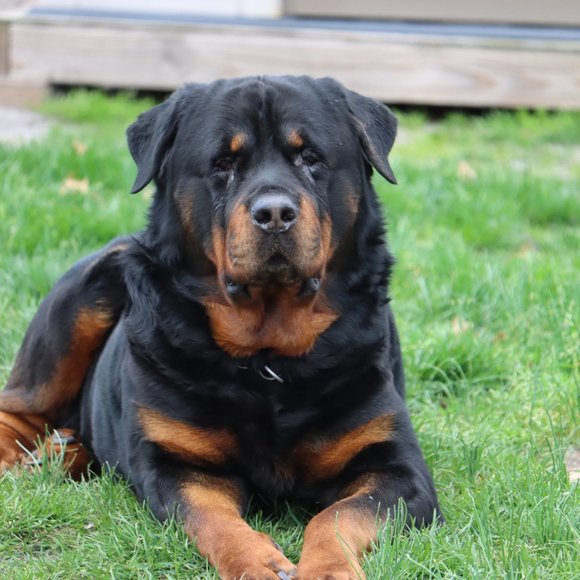 Meet your Posher, Cherice - Picture 7 of 10